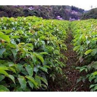 供應(yīng)成都三葉樹米徑10公分