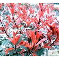 成都石楠干徑9-10公分