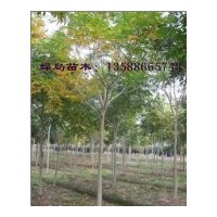 出售無(wú)患子