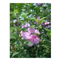 供應(yīng)木槿，紫荊，月季，紅葉石楠，鳶尾，蔥蘭，麥冬