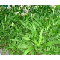 成都低價(jià)供應(yīng)文殊蘭 高度：50-60公分