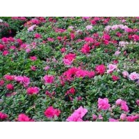 供應(yīng)成都西洋杜鵑 高度：30公分