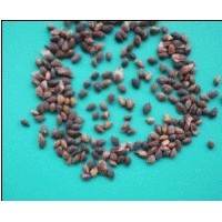 供應(yīng)濕地松種子