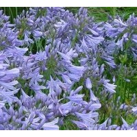 供應(yīng)成都百子蓮高度：30-40公分