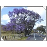 供應(yīng)藍(lán)花楹