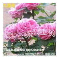 供應(yīng)月季花 豐花月季