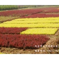 苗木供應(yīng)；大葉丁香 李子樹  小丁香