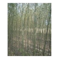 出售國(guó)槐苗.臭椿苗.竹柳苗.五角楓苗.北欒苗.合歡苗