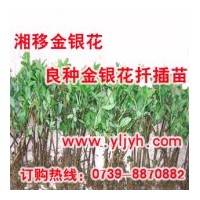 大量供應(yīng)良種金銀花扦插苗——樹形金銀花苗、木本金銀花苗