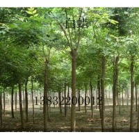 供應(yīng)白蠟|河北白蠟