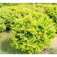 成都低價(jià)苗木黃連翹20-25公分