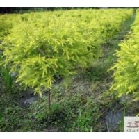 低價(jià)工程苗木黃千層高度：40-50公分