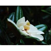 長期供應(yīng)8-12cm的廣玉蘭