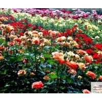 成都低價苗木薔薇長：70-80公分