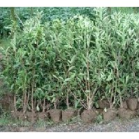 出售法國(guó)冬青 規(guī)格齊全