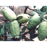 供芽苗緑化苗木花卉等