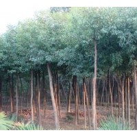 公司主營：紫薇，紅葉李，大葉女貞，廣玉蘭，白玉蘭，大樸樹