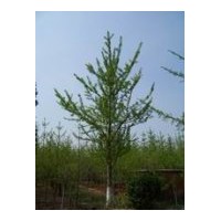 供應1-100公分銀杏