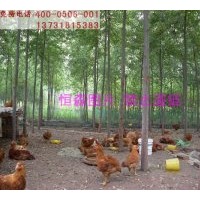 批量供應(yīng)美國(guó)竹柳、速生竹柳、竹柳3號(hào) 大苗，高度3-5米，當(dāng)年生