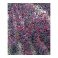 供應(yīng)歐洲紅楓，彩葉植物，庭院植物