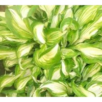 四川苗圃苗木玉簪高度：30-40公分