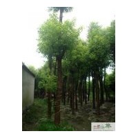 工程苗圃苗木香樟30公分