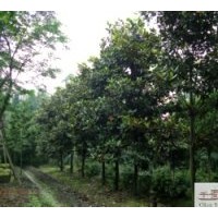 供應(yīng)廣玉蘭8-10公分