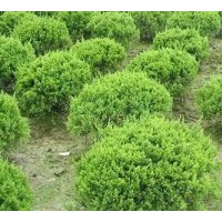 河北大葉黃楊球 保定大葉黃楊