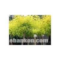 供應(yīng)河北金葉榆 保定金葉榆