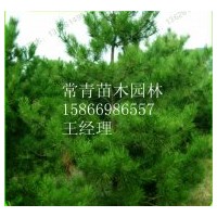 銷售供應(yīng)80cm黑松苗，黑松樹苗