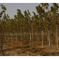 供應(yīng)各種規(guī)格法桐