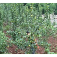 供應桃樹苗