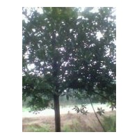 供應杜英、乳玉木蓮、紅花木蓮、馬褂木、美國紅楓、楓香重陽木