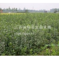 供應(yīng)：小葉女貞.紅葉小檗.金葉女貞.繡線菊.連翹