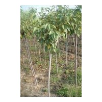 供應(yīng)優(yōu)質(zhì)櫻花