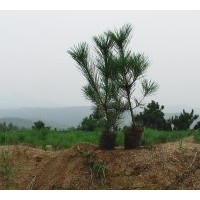 供應(yīng)售黑松