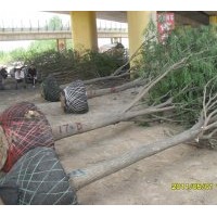 滄州園林苗圃大量供應(yīng)國(guó)槐 柳樹 榆樹春樹 白臘