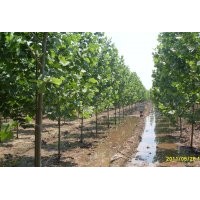 供應(yīng)1--30CM法國梧桐 速生法桐 造型法桐