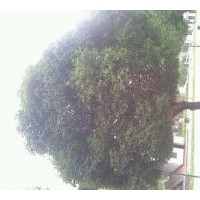 供應(yīng)八月桂 12至40公分