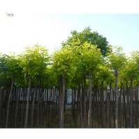 大眾熱供紫色秋天