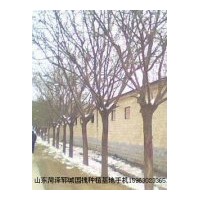 專(zhuān)營(yíng)；大規(guī)格，國(guó)槐，青桐，法桐，孿樹(shù)，合歡（蓉花），龍爪槐