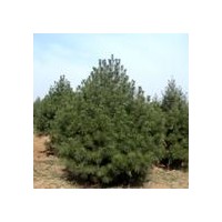 山西白皮松供應