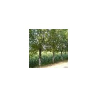 供1-33千頭椿,臭椿,白臘,合歡,柳樹,毛白楊.法桐