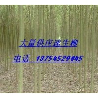 供應(yīng)河北速生柳、河北金葉榆、河北國槐
