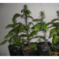 供應(yīng)紅豆杉2年苗