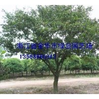浙江大樂(lè)昌含笑 大桂花 移栽香樟 紅楓 雞爪槭 無(wú)患子供應(yīng)