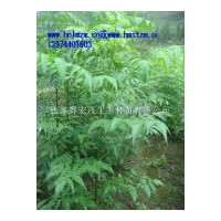 供應青錢柳苗，純天然綠色食品青錢柳葉，青錢柳種子