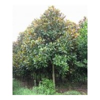 供應(yīng)：廣玉蘭、紅、黃、紫、白玉蘭、大葉女貞等、