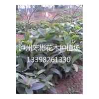 供應黃葛樹苗，黃葛樹10-20公分高，黃葛樹地苗