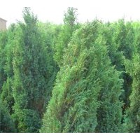 供應(yīng)北京檜柏、河南檜